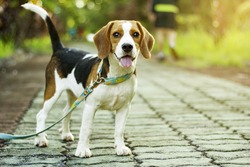 beagle puppy standing on the walkway in public park with sunlight