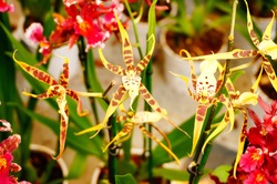 Hybrids Cambria. Beautiful orchid. Home decoration.