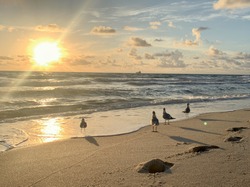 seagulls spread wings over the foamy waves in south Florida at dawn
