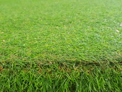 Green lawn in the garden.Natural background image.fresh spring green grass. concept: Can place a product ,Advertise.