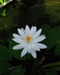 beautiful white lotus flowers, above the fish pond
