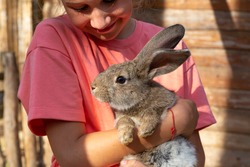 A child holding a cute gray rabbit looking at camera in a petting zoo or a farm. Feeding domestic animals. Breeding, love and caring for pets. Easter bunny in kindergarten for pets.