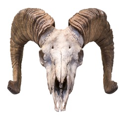 An Isolated Ram's Skull With Horns And A White Background
