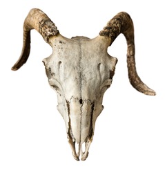 Isolated Skull Of A Sheep Or Ram On A White Background