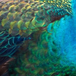 Closeup peacock feathers ,Beautiful Green peafowl