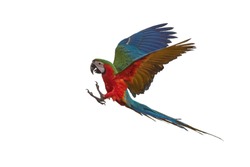 Beautiful macaw flying isolated on white background