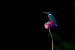 Common Kingfisher perched on a lotus flower on a black background