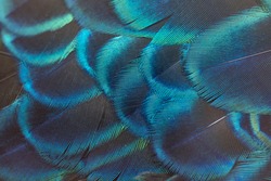 close-up peacock feathers