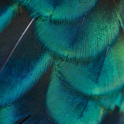 Beautiful pattern abstract background texture made from colorful peacock, peacock feather
