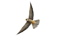 Female Amur falcon flying, Bird isolated on white background