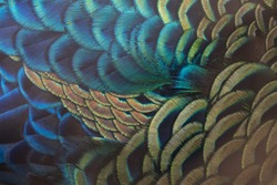 Beautiful peacock feathers (Green peafowl)