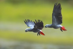 Bird, African grey parrot flying