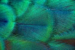 Peacock feathers in closeup