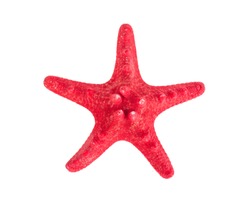 Dried red starfish. Studio Photo