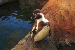 Antarctica Penguin bird animal by a water pond