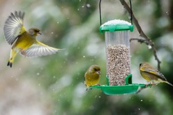 European greenfinch (Chloris chloris) birds fighting for food at bird feeder.