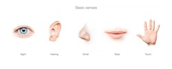basic  5 human senses 