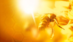 honey bee gathering  nectar  background