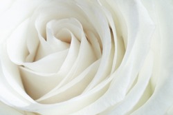 White rose close-up can use as background.  Soft and dreamy 