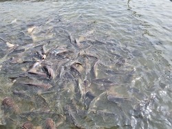 Pangasius, lots of large fish Lives and grows in the clear natural water source known as 
