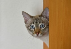 Thai cat peeps through behind the door 