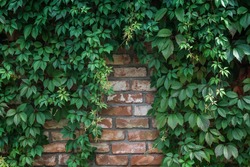 Background of textured old brick wall with climbing plant Virginia creeper (virgin grape, lat. Parthenocissus quinquefolia) on it .