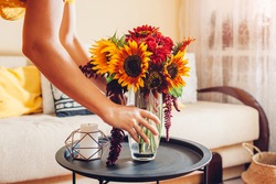 Woman puts vase with yellow orange sunflowers and red zinnia flowers on table. Housewife takes care of interior and fall decor at home.