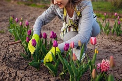Gardener picking purple tulips in spring garden. Woman cuts flowers off with secateurs picking them in basket. Purple flag variety close up