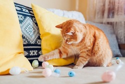 Ginger cat playing with Easter eggs at home. Pet having fun on couch. Spring holiday symbol. Curious animal