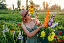 Woman gardener picking gladiolus and dahlias and carrying them in bucket with water. Harvest in summer garden at sunset. Cut flowers business.