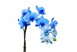 Blue orchid isolated on white