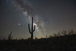 Large saguaro cactus silhouette against the night sky in Arizona