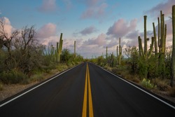 Beautiful Saguaro cactus along Kinney Road at sunset in Arizona