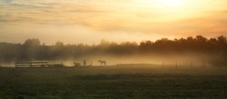 Silhouette of horses in a foggy field during a sunrise. 