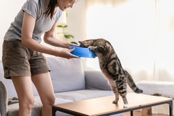 Young Asian woman cat owner giving food to her cute domestic cat at home. Adorable shorthair cat be feed by owner in living room. Human and pet relation domestic lifestyle concept. Focus on cat.