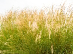 Feather Grass or Needle Grass, Nassella tenuissima and white background