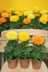 Marigolds Multicolor Color (Tagetes erecta, Mexican marigold, Aztec marigold, African marigold), marigold pot plant