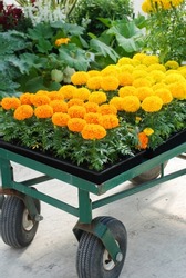 Marigolds Orange and Yellow Color (Tagetes erecta, Mexican marigold, Aztec marigold, African marigold), marigold pot plant