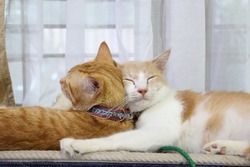 sibling cats are sleeping soundly naturally with maximum cuteness