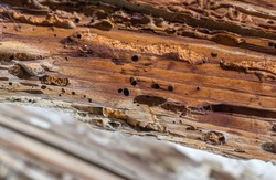 Old wooden beam affected by woodworm. Wood-eating larvae of species of beetle