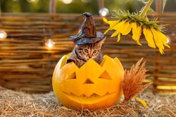 cute funny tabby cat bengal breed kitten sits in a pumpkin jack in a black hat next to a sunflower halloween concept. High quality photo
