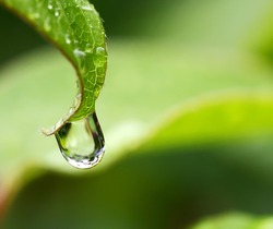 Rain drop on a leaf close up