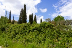 Mediterranean lush vegetation by midday