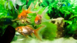 Gold Fish in fresh water aquarium