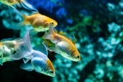 Gold fishes swimming in aquarium tank