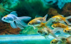 Gold fishes swimming towards one side in fresh water aquarium