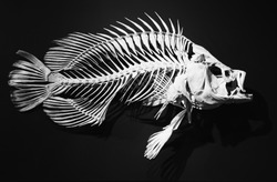 skeleton of ancient fish on a black background. fish bones