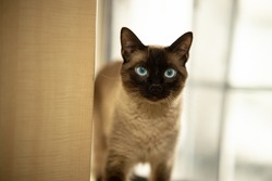 beautiful siamese cat in the house 