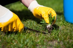 Man removes weeds from the lawn / cutting out weeds

