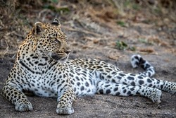 Leopard laying in the sand and relaxing in the Kruger National Park, South Africa.
